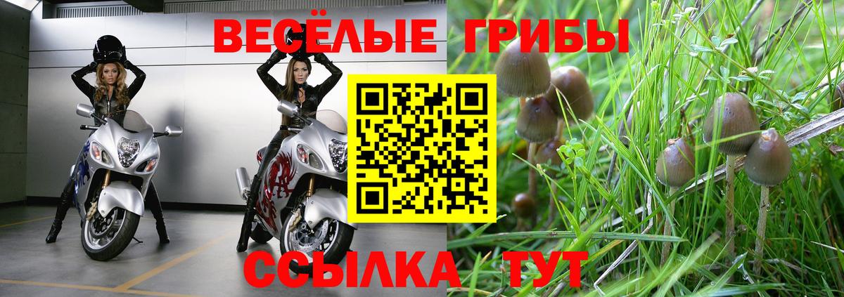 Псилоцибиновые грибы Psilocybe Урай
